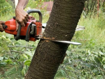 Why Choose Timber TEKS for Professional Tree Removal in Vancouver WA? image