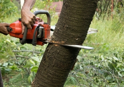 Why Choose Timber TEKS for Professional Tree Removal in Vancouver WA? blog image