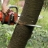 Why Choose Timber TEKS for Professional Tree Removal in Vancouver WA? small image