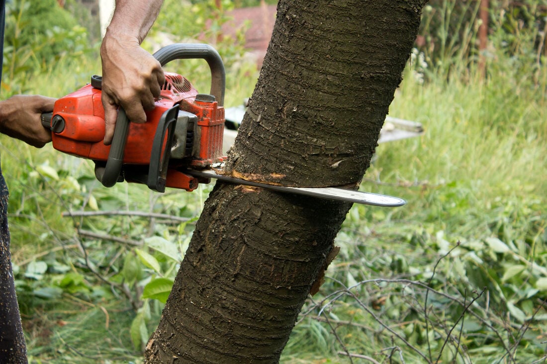 Why Choose Timber TEKS for Professional Tree Removal in Vancouver WA? hero image